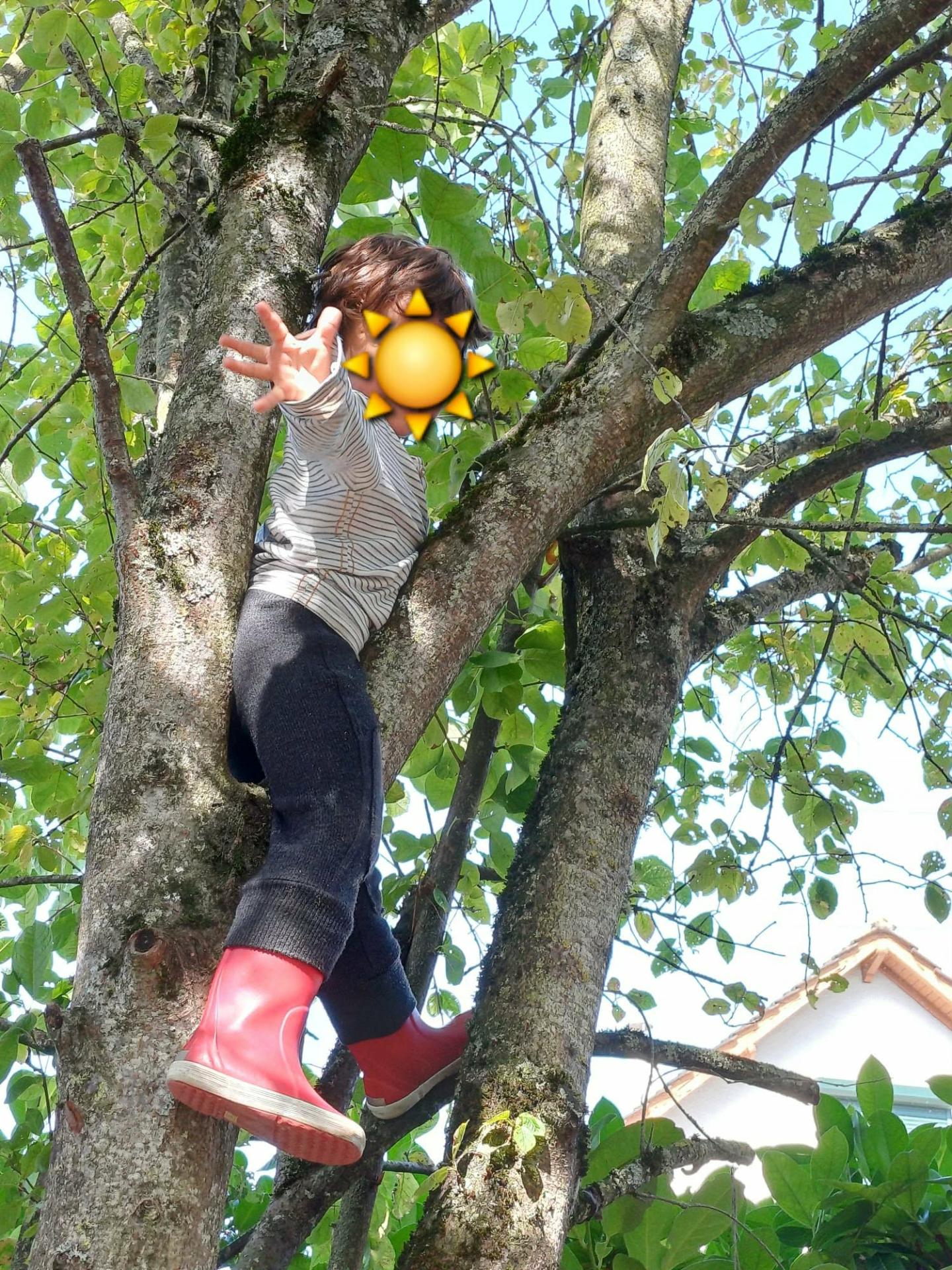 Grimper aux arbres bis